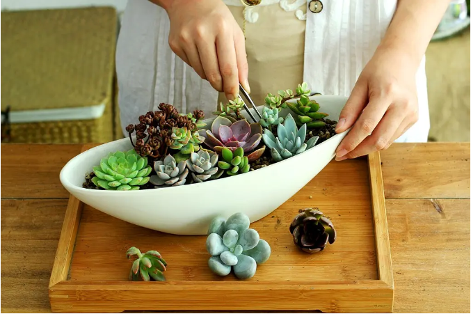 綠意盎然|多肉植物DIY