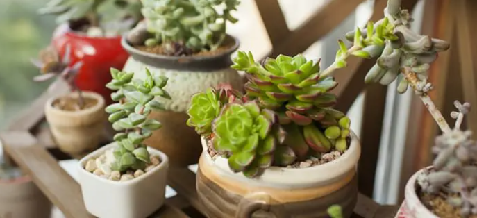 多肉植物|愛在蔓延時