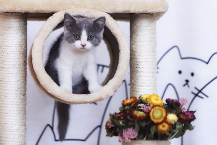 貓咪咖啡廳|喵星人派對